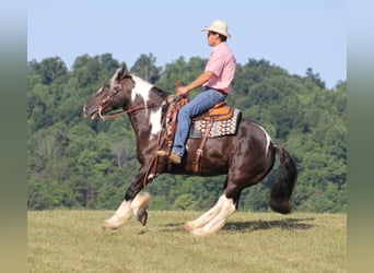 Frisones, Caballo castrado, 14 años, 152 cm, Tobiano-todas las-capas