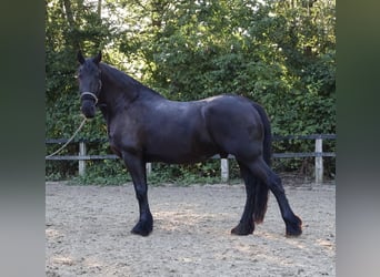 Frisones, Caballo castrado, 14 años, 162 cm, Morcillo