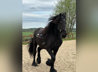 Frisones, Caballo castrado, 14 años, 164 cm, Negro