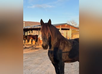 Frisones, Caballo castrado, 15 años, 158 cm, Negro