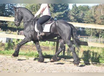 Frisones, Caballo castrado, 15 años, 162 cm, Negro