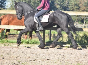 Frisones, Caballo castrado, 15 años, 162 cm, Negro