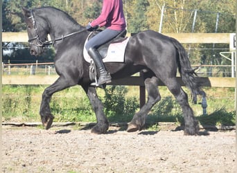 Frisones, Caballo castrado, 15 años, 162 cm, Negro