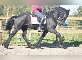 Frisones, Caballo castrado, 15 años, 162 cm, Negro