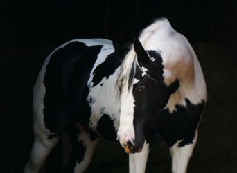 Frisones Mestizo, Caballo castrado, 15 años, 163 cm