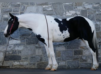 Frisones Mestizo, Caballo castrado, 15 años, 163 cm