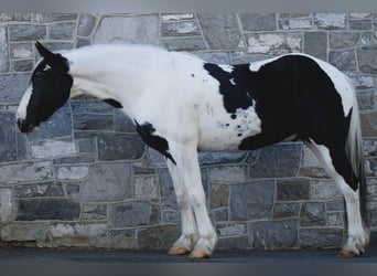 Frisones Mestizo, Caballo castrado, 15 años, 163 cm