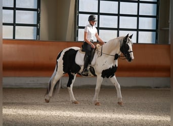 Frisones Mestizo, Caballo castrado, 15 años, 163 cm