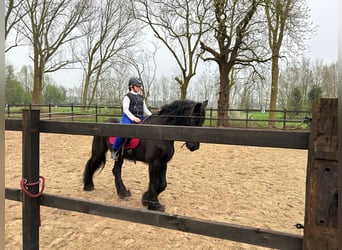 Frisones, Caballo castrado, 15 años, Negro