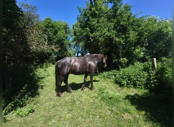 Frisones, Caballo castrado, 16 años, 168 cm, Tordillo negro