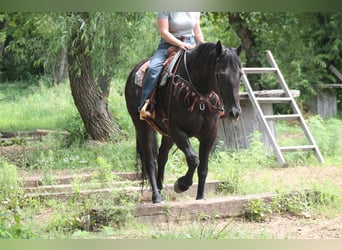 Frisones, Caballo castrado, 16 años, 173 cm, Negro