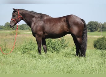 Frisones, Caballo castrado, 16 años, 173 cm, Negro