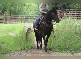 Frisones, Caballo castrado, 16 años, 173 cm, Negro