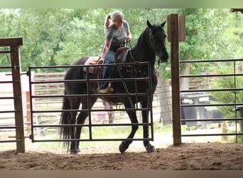 Frisones, Caballo castrado, 16 años, 173 cm, Negro
