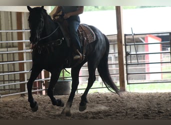 Frisones, Caballo castrado, 16 años, 173 cm, Negro