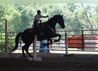Frisones, Caballo castrado, 16 años, 173 cm, Negro