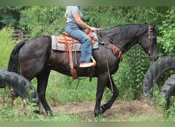 Frisones, Caballo castrado, 16 años, 173 cm, Negro