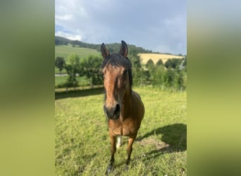 Frisones Mestizo, Caballo castrado, 17 años, 155 cm, Castaño