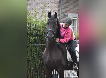 Frisones, Caballo castrado, 17 años, 168 cm, Negro