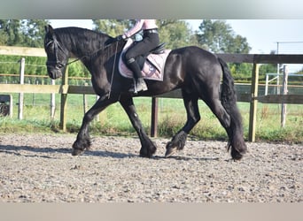 Frisones, Caballo castrado, 17 años, 169 cm, Negro