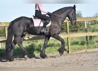 Frisones, Caballo castrado, 17 años, 169 cm, Negro