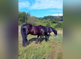 Frisones, Caballo castrado, 18 años, 158 cm, Negro