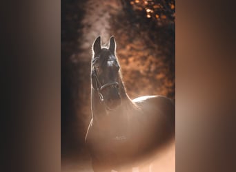 Frisones, Caballo castrado, 18 años, 160 cm, Negro