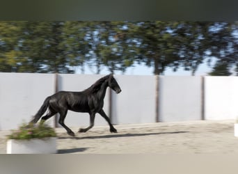 Frisones, Caballo castrado, 2 años, 155 cm, Negro