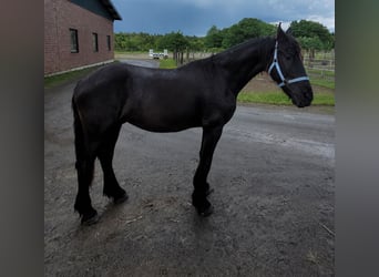 Frisones, Caballo castrado, 2 años, 168 cm, Negro
