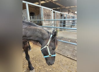 Frisones, Caballo castrado, 2 años, 168 cm, Negro