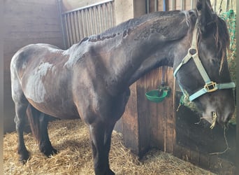 Frisones, Caballo castrado, 2 años, 168 cm, Negro
