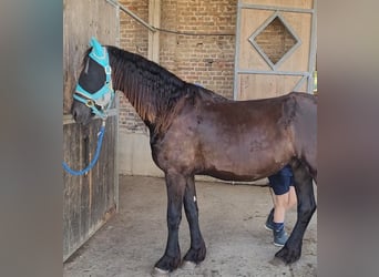 Frisones, Caballo castrado, 2 años, 168 cm, Negro
