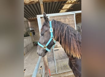 Frisones, Caballo castrado, 2 años, 168 cm, Negro