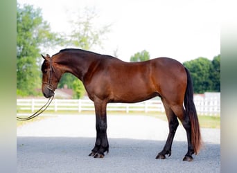 Frisones, Caballo castrado, 3 años, 147 cm, Castaño rojizo