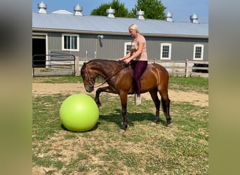 Frisones, Caballo castrado, 3 años, 147 cm, Castaño rojizo