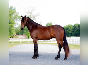 Frisones, Caballo castrado, 3 años, 147 cm, Castaño rojizo