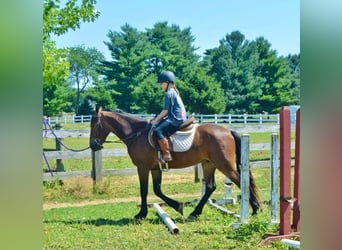 Frisones, Caballo castrado, 3 años, 147 cm, Castaño rojizo