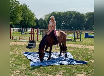 Frisones, Caballo castrado, 3 años, 147 cm, Castaño rojizo