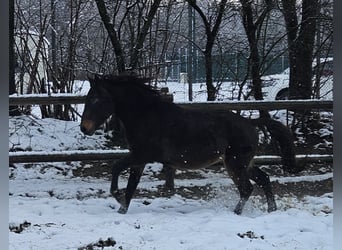 Frisones Mestizo, Caballo castrado, 3 años, 150 cm, Castaño oscuro