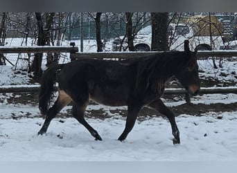 Frisones Mestizo, Caballo castrado, 3 años, 150 cm, Castaño oscuro