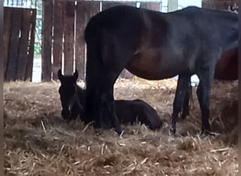 Frisones Mestizo, Caballo castrado, 3 años, 150 cm, Castaño oscuro