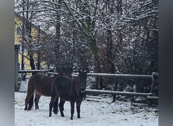 Frisones Mestizo, Caballo castrado, 3 años, 150 cm, Castaño oscuro