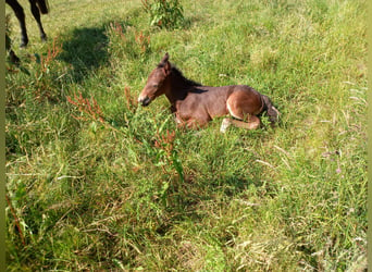 Frisones Mestizo, Caballo castrado, 3 años, 150 cm, Castaño oscuro