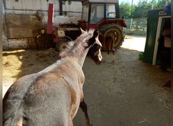 Frisones Mestizo, Caballo castrado, 3 años, 150 cm, Castaño oscuro