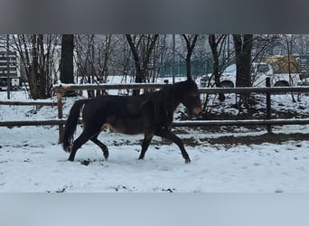 Frisones Mestizo, Caballo castrado, 3 años, 150 cm, Castaño oscuro