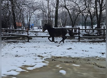 Frisones Mestizo, Caballo castrado, 3 años, 150 cm, Castaño oscuro