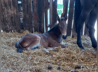 Frisones Mestizo, Caballo castrado, 3 años, 150 cm, Castaño oscuro