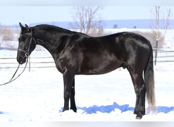 Frisones Mestizo, Caballo castrado, 3 años, 155 cm, Negro