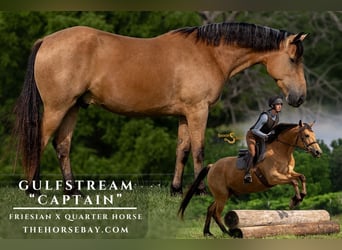 Frisones Mestizo, Caballo castrado, 3 años, 157 cm, Buckskin/Bayo