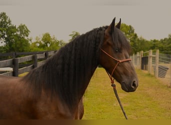 Frisones, Caballo castrado, 3 años, 157 cm, Negro